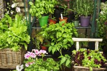 Salat und Blumen in Töpfen — Stockfoto