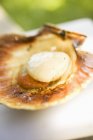 Closeup view of one grilled scallop on shell — Stock Photo