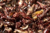 Closeup view of fried grasshoppers heap — Stock Photo