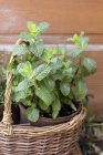 Mint Plant in Peat Pot — Stock Photo