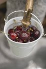 Washing cherries in bucket — Stock Photo