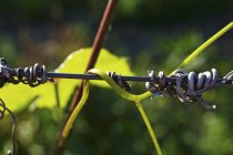 Gros plan vue de jour de jeunes vignes sur fil — Photo de stock