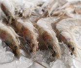 Raw Shrimps on Ice — Stock Photo