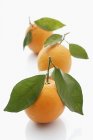 Frische reife Orangen mit Blättern — Stockfoto