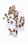 Closeup view of dried yarrow sprig on white surface — Stock Photo