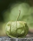 A Single Whole Tomatillo with a Stem with green blurred background — Stock Photo
