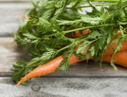Свіжі стиглі морква з стебла — стокове фото