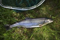 Whole uncooked wild salmon — Stock Photo