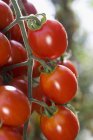 Tomates rojos de cereza - foto de stock