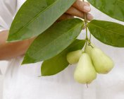 Яблоки Green Java — стоковое фото