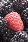 Fresh raspberry with blackberries — Stock Photo