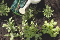 Blick von oben auf Gartengeräte und Pflanzen im Boden — Stockfoto