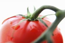 Красный помидор на лозе — стоковое фото
