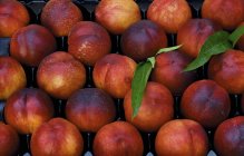 Fresh and ripe nectarines — Stock Photo