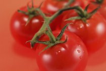 Several tomatoes on vine — Stock Photo