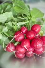 Bunch of fresh ripe radishes — Stock Photo