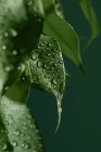 Nahaufnahme von Tautropfen auf grünen Blättern — Stockfoto