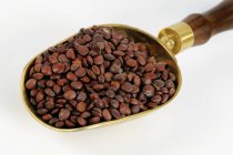Jujube seeds in scoop — Stock Photo