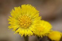 Крупним планом подання жовті квіти Белокопитнік на відкритому повітрі — стокове фото