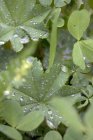 Manto de señora hojas con gotas de agua en lecho vegetal - foto de stock