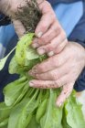 Mani sporche che tengono piante di spinaci freschi — Foto stock