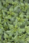 Ortigas plantas creciendo - foto de stock