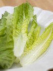 Салат-латук листя — стокове фото