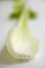 Slice of fresh fennel — Stock Photo