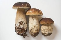 Три белых гриба рядом — стоковое фото
