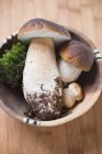 Fresh ceps with moss — Stock Photo