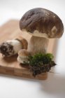 Свіжі гриби з Мосс — стокове фото