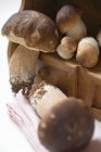 Capsules fraîches sur tiroir — Photo de stock