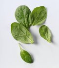 Five young spinach leaves — Stock Photo