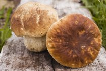 Two ceps on wooden board — Stock Photo