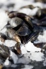 Mussels on crushed ice — Stock Photo