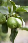 Зеленые незрелые лимоны — стоковое фото