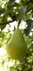 Fresh Green pear — Stock Photo