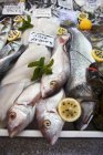 Fresh fish with labels — Stock Photo