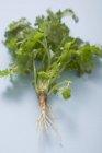Fresh coriander with root — Stock Photo