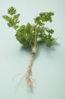 Fresh parsley with root — Stock Photo