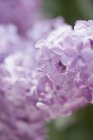 Lavendelblüten blühen — Stockfoto