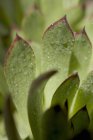 Vista close-up de folhas houseleek com gotas de água — Fotografia de Stock