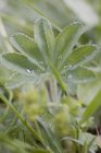 Vue rapprochée de Ladys plantes manteau avec des gouttes d'eau — Photo de stock