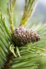 Closeup view of pine cone on branch — Stock Photo