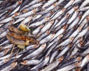 Sardinas fritas tumbadas sobre sardinas frescas - foto de stock