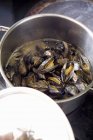 Cooking mussels in pan — Stock Photo