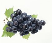 Uvas negras con hojas - foto de stock