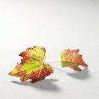 Autumnal vine leaves on white surface — Stock Photo