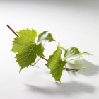 Closeup view of green vine leaves on twig — Stock Photo