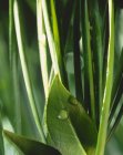 Крупный план зеленых листьев с капельками воды — стоковое фото